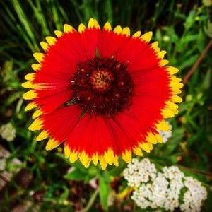 Meet your Posher, Dawn